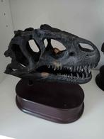 Dinostoreus allosaurus schedel, Ophalen, Zo goed als nieuw, Overige soorten, Schedel