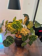 Anthurium Crystallinum x Silver Blush XXL (10in1 pot), Ophalen