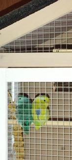 Forpus man nov 2023, Dieren en Toebehoren, Vogels | Parkieten en Papegaaien, Mannelijk, Dwergpapegaai of Agapornis, Geringd