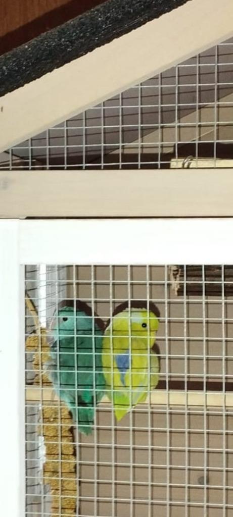 Forpus man nov 2023, Dieren en Toebehoren, Vogels | Parkieten en Papegaaien, Dwergpapegaai of Agapornis, Mannelijk, Geringd