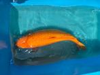 Koi en rijenkarper te koop, Dieren en Toebehoren, Vissen | Vijvervissen, Karper of Koi
