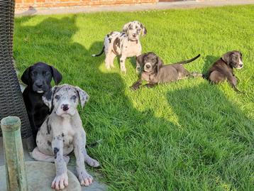 duitse dog pups harlekijn zwart grijstijger