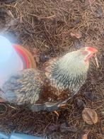 2 haantjes, Dieren en Toebehoren, Pluimvee, Mannelijk, Kip