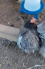 koppel Cochin kriel  2025, Dieren en Toebehoren, Pluimvee, Meerdere dieren, Kip