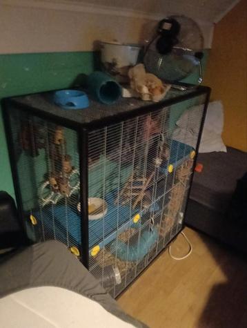 2 lieve fretten met kot en toebehoren, Enlèvement, Comme neuf