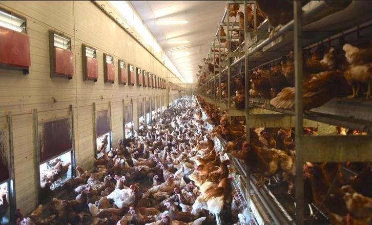 Adopteer een kip uit de legindustrie , Nu reserveren !!!, Dieren en Toebehoren, Pluimvee, Kip