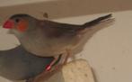 oranje kaakje, Dieren en Toebehoren, Geslacht onbekend, Tropenvogel, Geringd