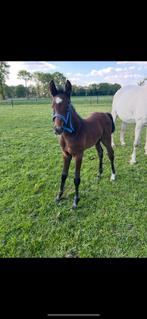 Merrie veulen, Dieren en Toebehoren, Merrie, Springpaard, 0 tot 2 jaar, Gechipt