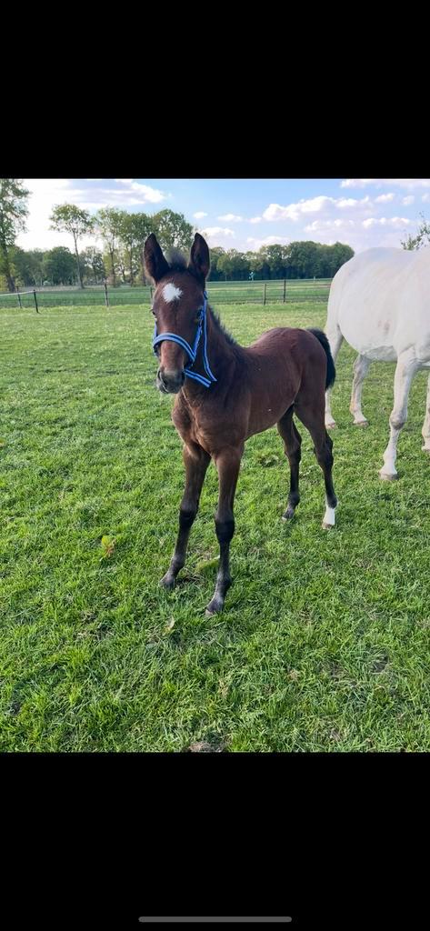 Merrie veulen, Dieren en Toebehoren, Paarden, Merrie, Onbeleerd, 0 tot 2 jaar, Springpaard, Gechipt, Ontwormd