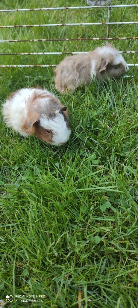 Jonge zeugjes!, Dieren en Toebehoren, Knaagdieren en Konijnen | Toebehoren, Ophalen