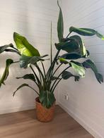 Kamerplant Strelitzia, Maison & Meubles, Enlèvement