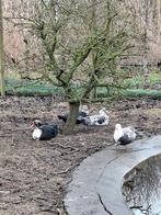 barberie eend, Dieren en Toebehoren, Eend