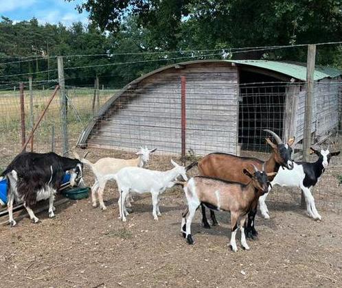 Volledige toom geiten te koop, Dieren en Toebehoren, Stalling en Weidegang