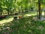 Ouessant ooitje van 2 jaar met ooilam, Dieren en Toebehoren, Schapen, Geiten en Varkens, Vrouwelijk, Schaap, 0 tot 2 jaar
