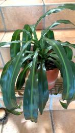 drakenbloed plant, Ophalen