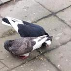 Koppel capucynen met jong, Dieren en Toebehoren, Vogels | Duiven, Overige soorten