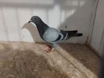 Jonge kweekduivin 2025, Dieren en Toebehoren, Vrouwelijk, Postduif
