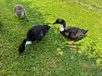 Canard, Ophalen, Nieuw, Overige typen