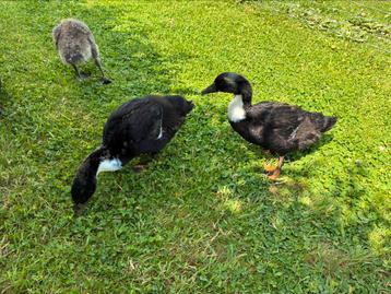 Canard beschikbaar voor biedingen