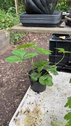 Aardbeiplanten, fruit, Ophalen, Volle zon, Vaste plant, Zomer