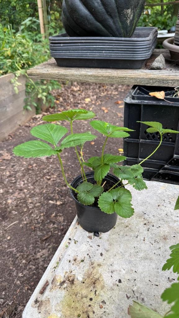 Aardbeiplanten, fruit, Tuin en Terras, Planten | Tuinplanten, Vaste plant, Fruitplanten, Volle zon, Zomer, Ophalen