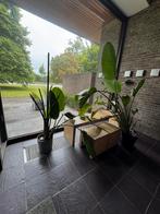 Strelitzia planten te koop (1m20 – 1m90) – 3 stuks, Ophalen