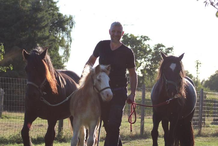 Merrie veulen irish cob type, Animaux & Accessoires, Chevaux, Jument