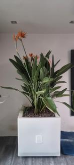 Strelitzia in pot, Tuin en Terras, Ophalen