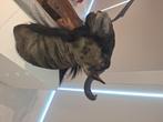 Gnoe taxidermie, Antiek en Kunst, Ophalen