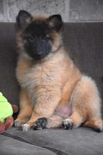 Tervurense Herder pup, Plusieurs, Hépatite contagieuse (maladie de Rubarth), Belgique, Plusieurs animaux