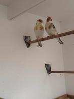 Chardonnerets à vendre 2025