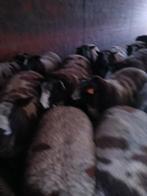 Baggerbonte schapen, Dieren en Toebehoren, Schapen, Geiten en Varkens, Meerdere dieren, Schaap, 0 tot 2 jaar