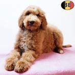 chiots Caniches Royal à vendre (belges), 15 semaines à 1 an, Commerçant, Caniche, Plusieurs