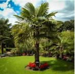 Palmboomjes binnen of buiten Trachicarpus Fortunei tot -18, Ophalen of Verzenden, Zomer, Vaste plant, Overige soorten