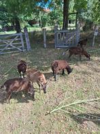 Soayschapen, Dieren en Toebehoren, Schapen, Geiten en Varkens, Meerdere dieren, Schaap, 0 tot 2 jaar
