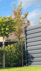 Liquidambar te koop, Ophalen