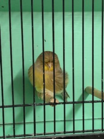 mooie kanaries Glosters beschikbaar voor biedingen