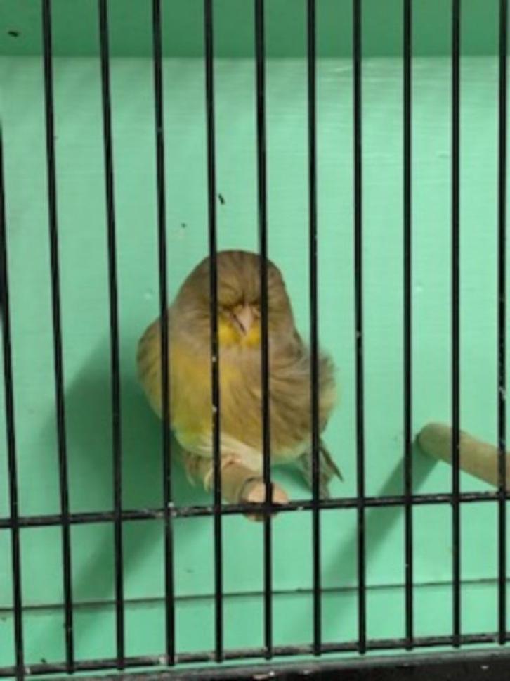 mooie kanaries Glosters, Dieren en Toebehoren, Vogels | Kanaries, Postuurkanarie, Meerdere dieren