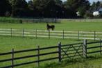 weide te huur gezocht beernem, Weidegang, 1 paard of pony
