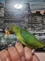 pruimenkop handtam, Dieren en Toebehoren, Tam