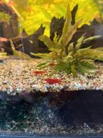 Crevettes rouges, Animaux & Accessoires