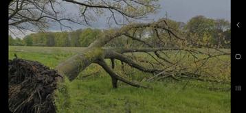 GRATIS omgevallen bomen verwijderen regio Noorderkempen beschikbaar voor biedingen