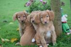 Nova Scotia Duck Tolling retriever ,toller pup, Dieren en Toebehoren, Honden | Retrievers, Spaniëls en Waterhonden, België, Overige rassen