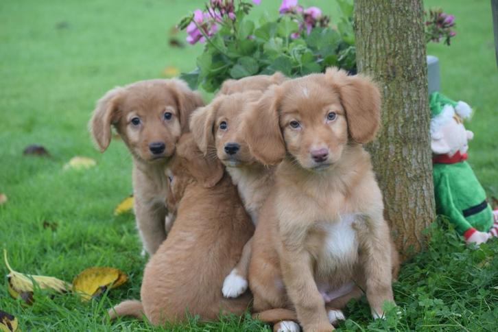 Nova Scotia Duck Tolling retriever ,toller pup, Dieren en Toebehoren, Honden | Retrievers, Spaniëls en Waterhonden, Meerdere dieren