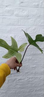 philodendron Florida Ghost, Huis en Inrichting, Ophalen