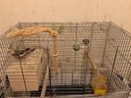 Te koop: 2 valkparkieten (cockatiels) + grote kooi, Enlèvement, Comme neuf