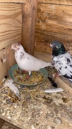 Pigeons pakistanais à vendre