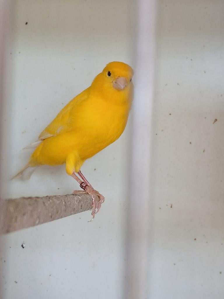 Jonge gele en witte kanaries, Dieren en Toebehoren