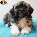 Lhasa Apso - Elegante pups te koop, Dieren en Toebehoren, Parvo, België, 8 tot 15 weken, Meerdere
