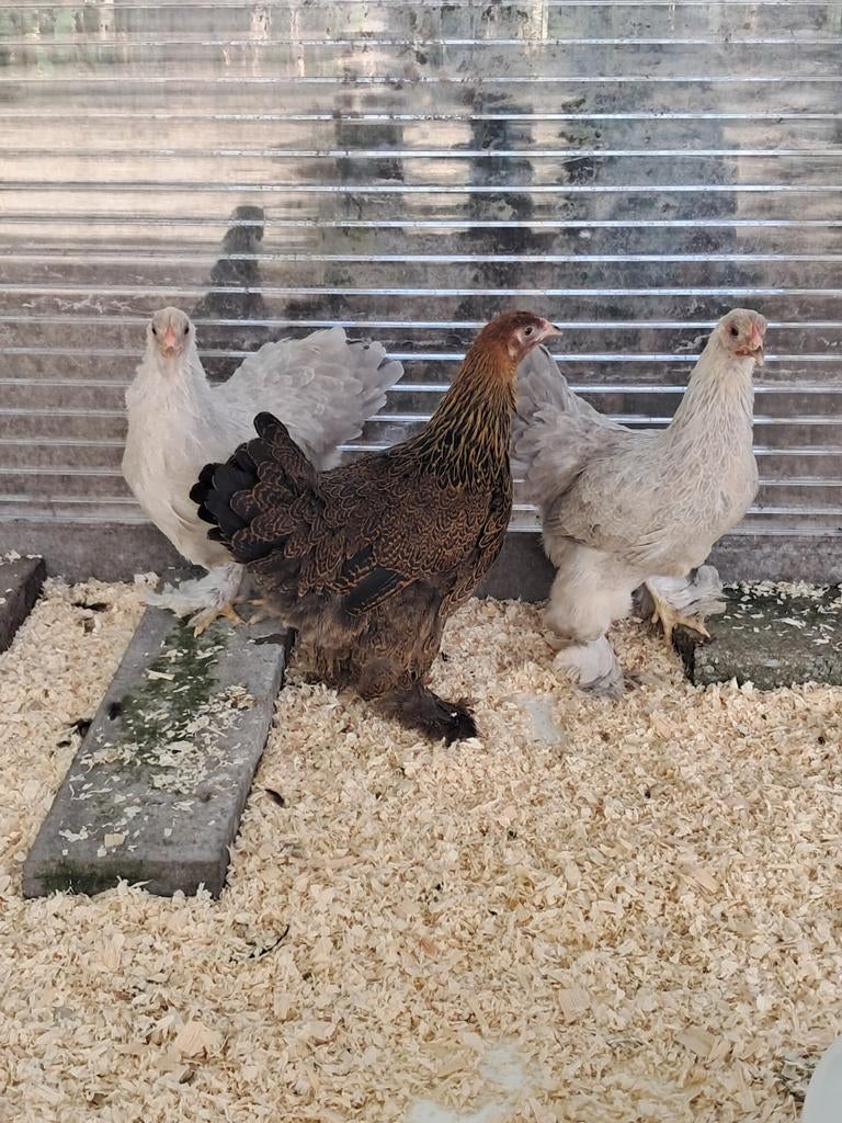 Brahma kriel hennen, Femelle, Poule ou poulet